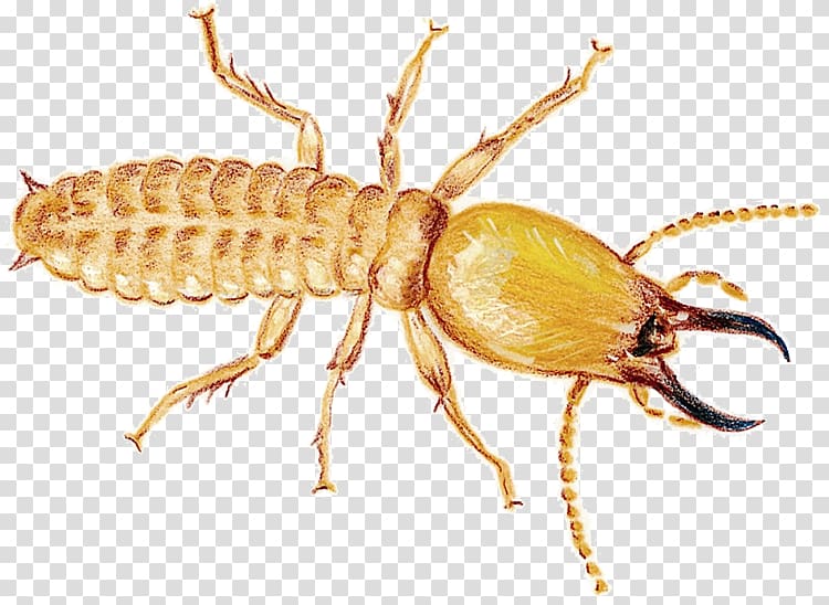 Detailed illustration of a termite showing segmented body, six legs, antennae, and prominent mandibles against transparent background.