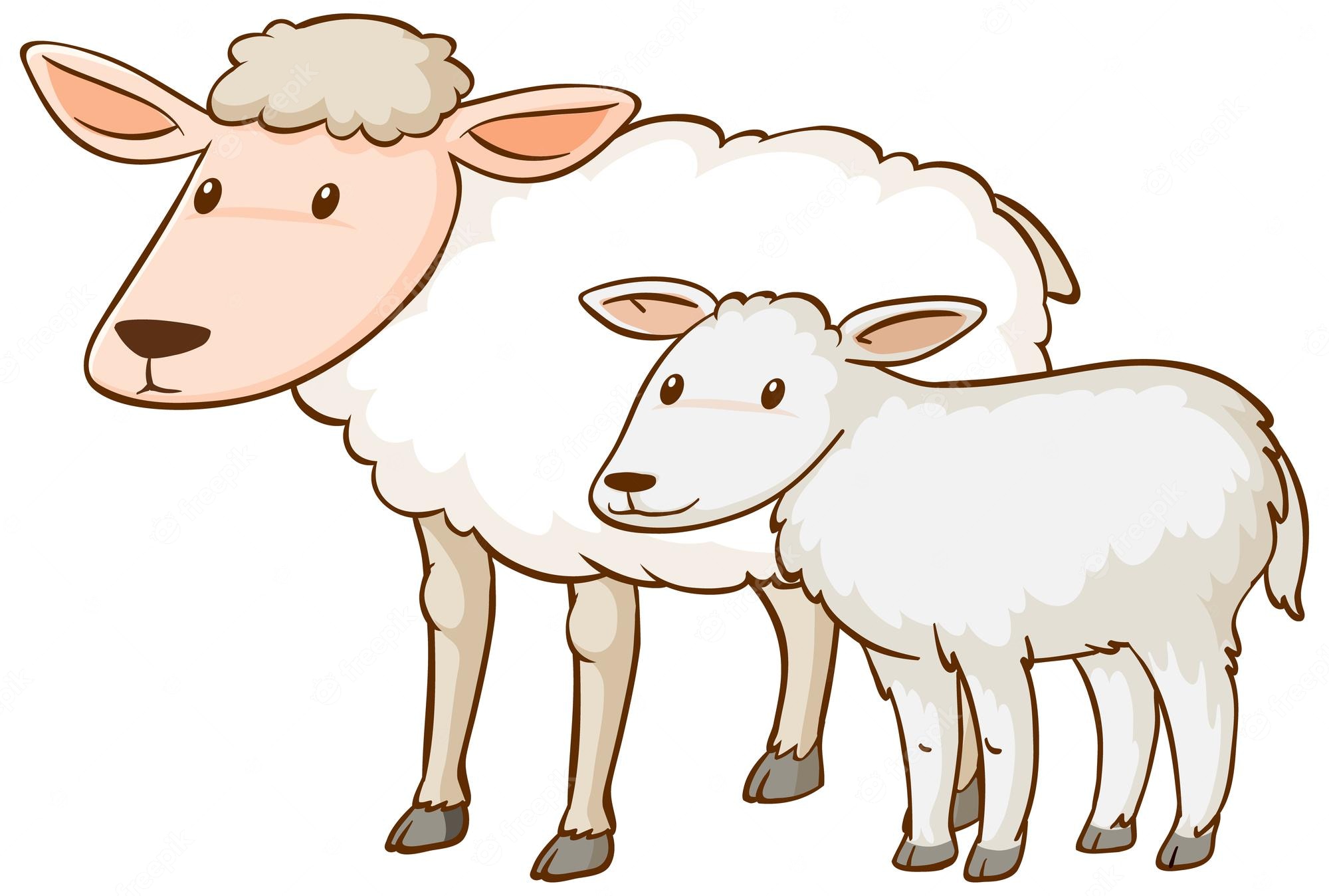 A cartoon mother sheep and her lamb standing side by side, both fluffy white with gentle expressions.