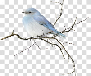 A delicate light blue bird perched on a bare, slender branch against a transparent background.