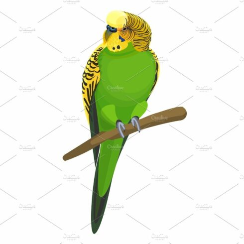 Green and yellow budgerigar perched on a wooden branch, facing forward with striped head and black eyes.