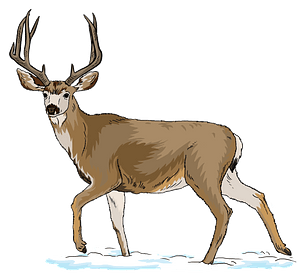 A detailed illustration of a mature mule deer buck standing in snow, with large antlers and alert posture.