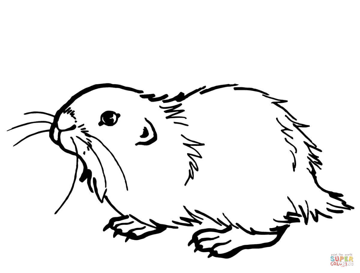 Black-and-white line drawing of a guinea pig in side profile, showing whiskers, small eyes, and textured fur.