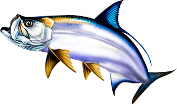 Tarpons Clip Art Library