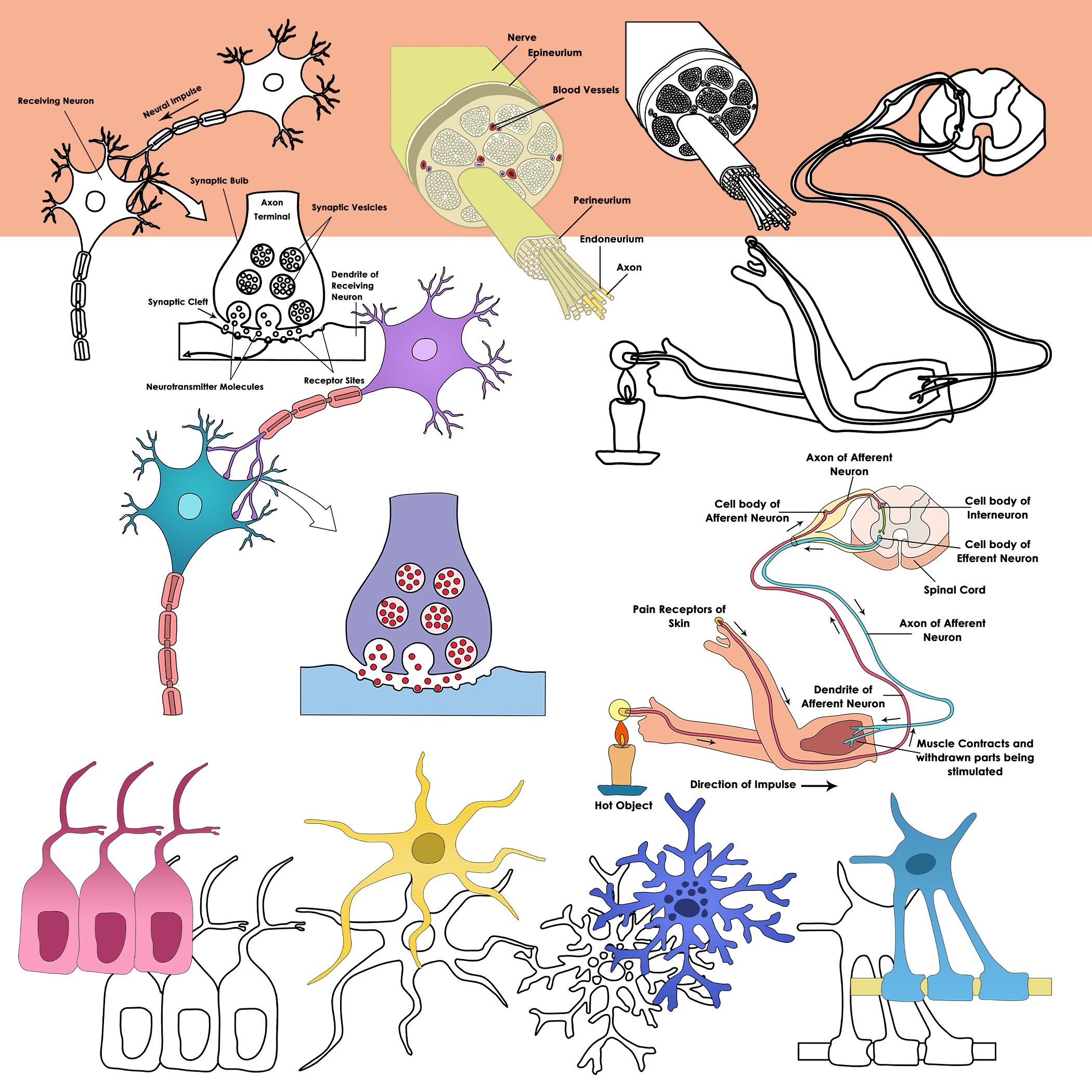 neuron-pictures-flashcards-quizlet-clip-art-library