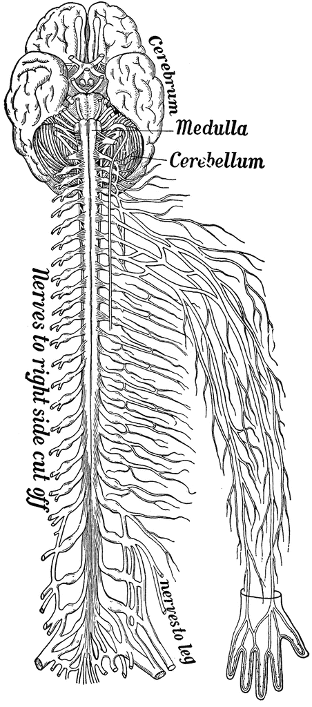 Vintage anatomical illustration of the human nervous system, showing brain, spinal cord, and peripheral nerves to limbs.