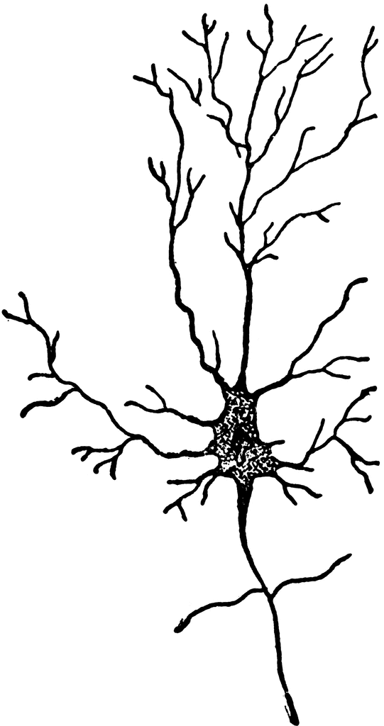 Upper Motor Neuron Soma Nervous System, Brain Transparent - Clip Art 