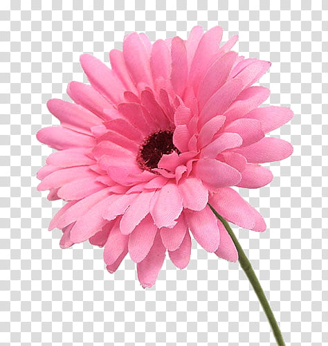 A vibrant pink gerbera daisy with layered petals and a dark center, set against a transparent background.