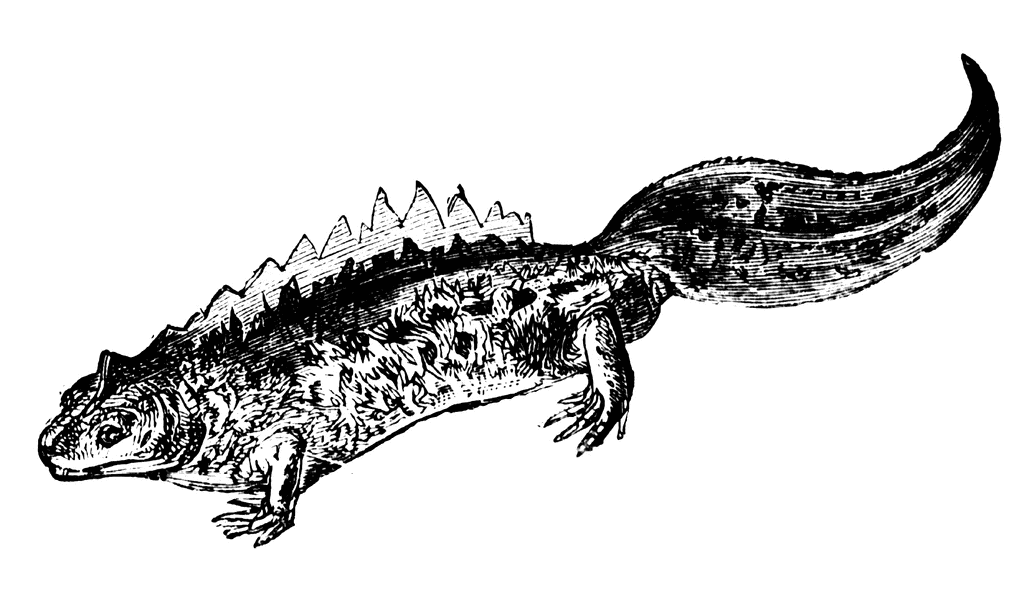 Black-and-white vintage illustration of a prehistoric amphibian with dorsal spines and a long tail.