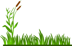 Vibrant green grass and reeds with brown seed heads against a black background, stylized vector illustration.