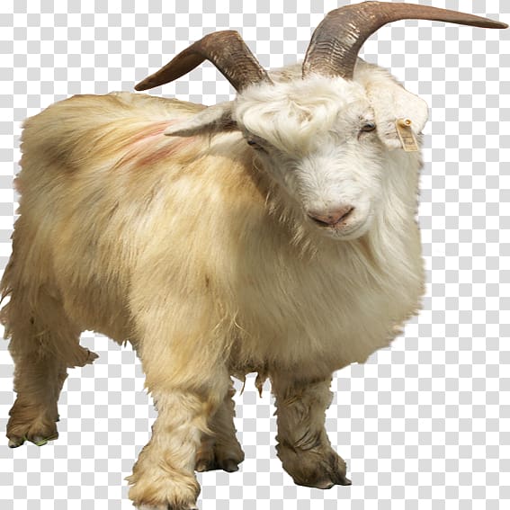 White goat with long shaggy fur and curved brown horns, standing against transparent background.
