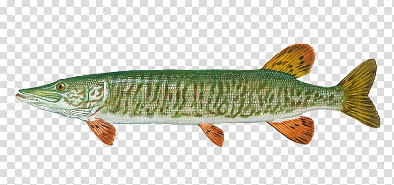 Illustration of a northern pike (Esox lucius) with green mottled body, elongated snout, and orange fins on transparent background.