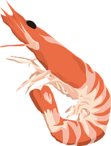 Fresh Shrimp Illustration for Seafood Recipes & Culinary Content