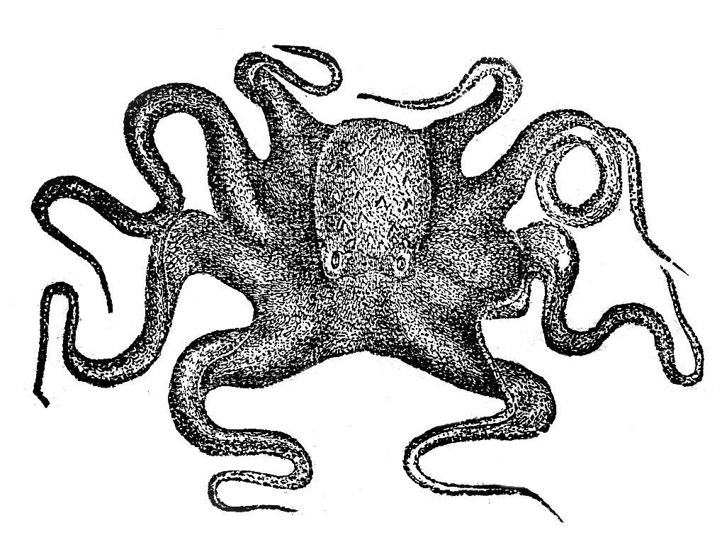 Octopus Illustration - Classic Engraved Marine Biology Art