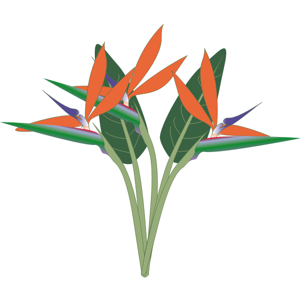 Vibrant orange and green Bird of Paradise flowers with purple accents on black background.