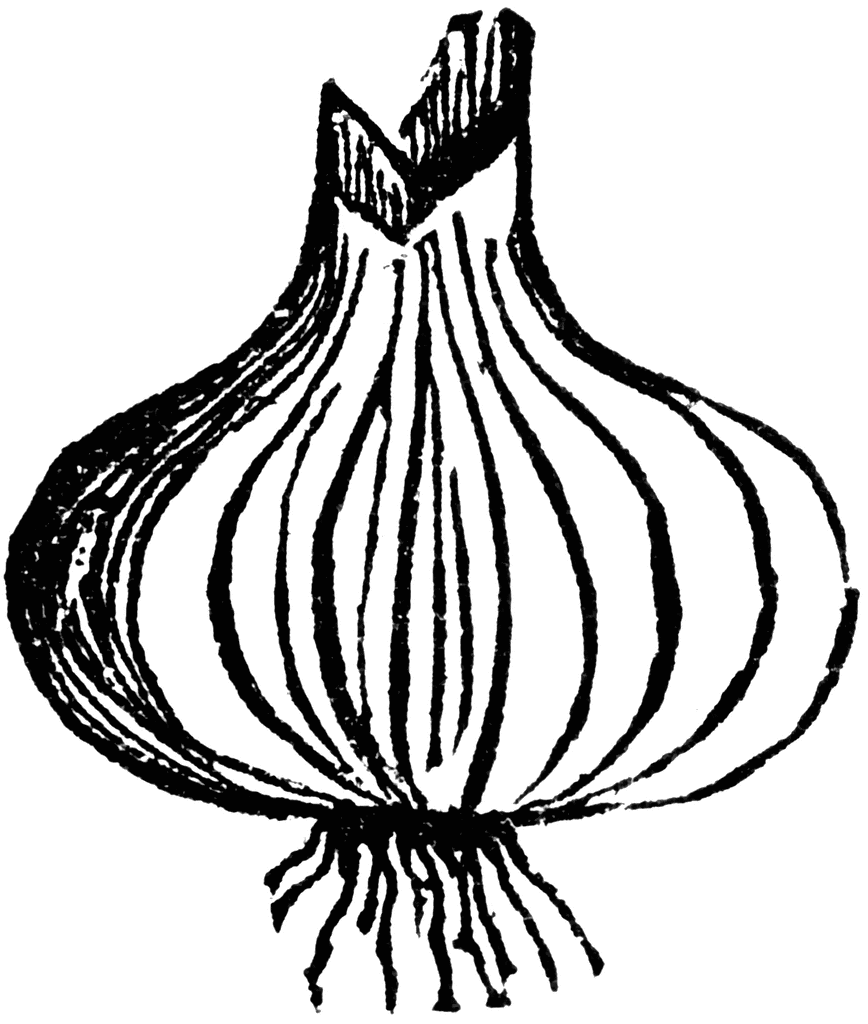 Black-and-white line drawing of a whole onion with visible layers, roots, and sprouting top.