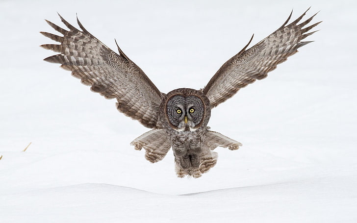 Great Grey Owl in Flight - Majestic Winter Predator Captured