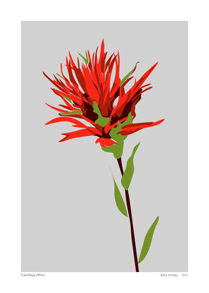 Vibrant red Castilleja affinis (Indian paintbrush) with green leaves on gray background, stylized botanical illustration.