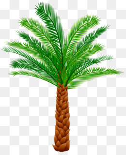 A vibrant green palm tree with a textured brown trunk and feathery fronds, isolated on transparent background.