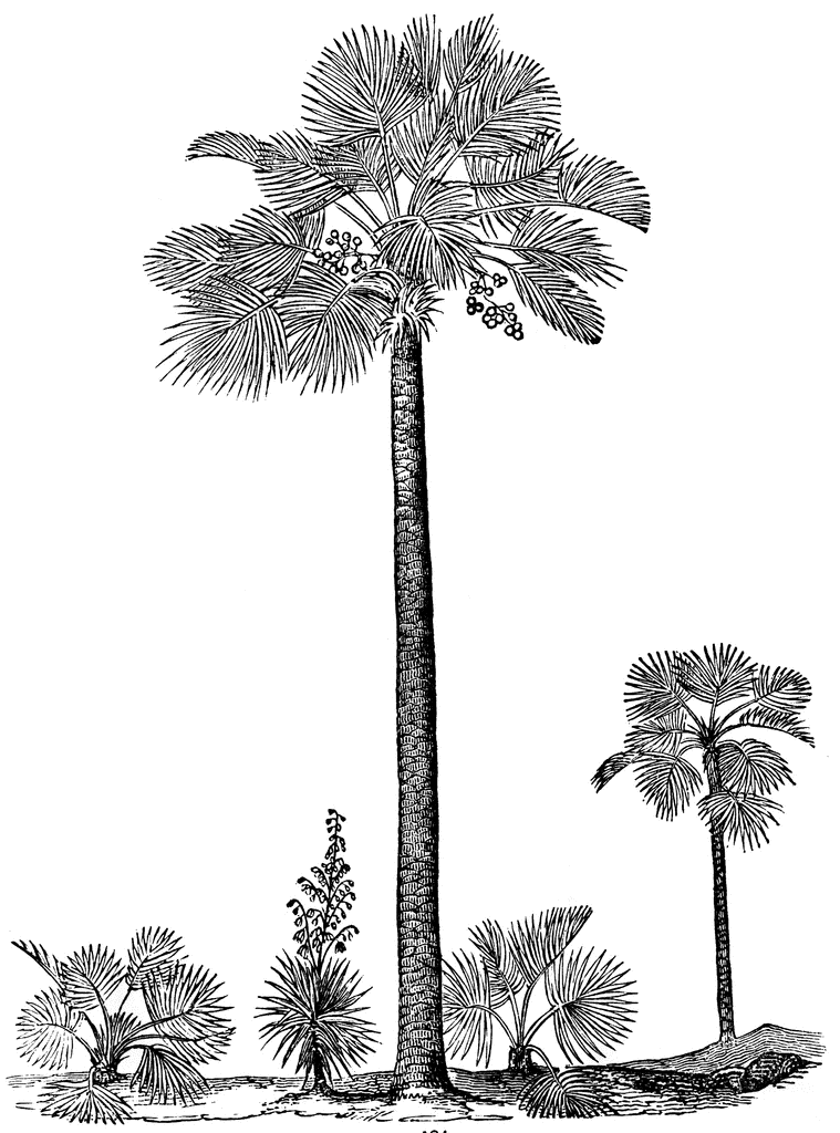 South Carolina Palmetto Tree South Carolina Art Palmetto Tree Clip Art Library