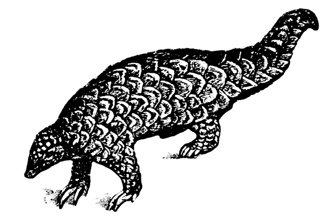 Black-and-white line drawing of a pangolin walking, showing its distinctive overlapping scales and long tail.
