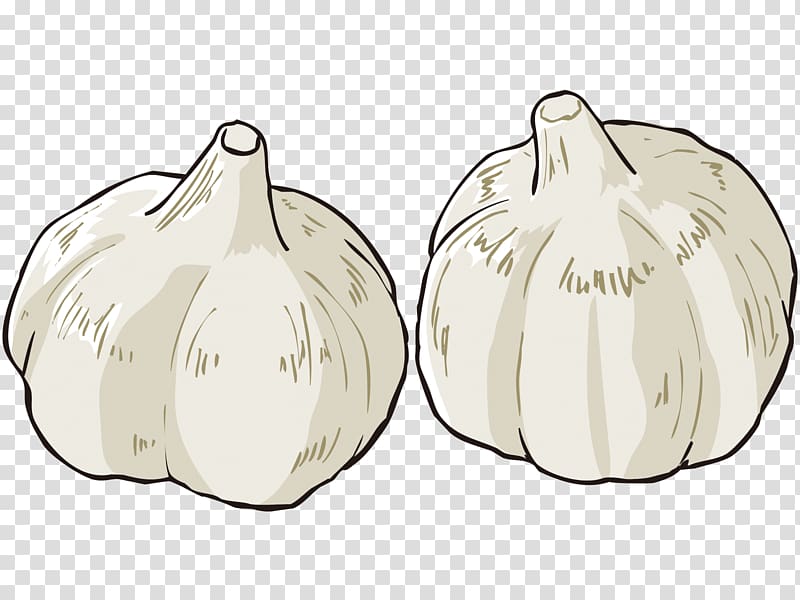 Two illustrated garlic bulbs with papery white skins and visible cloves on transparent background.