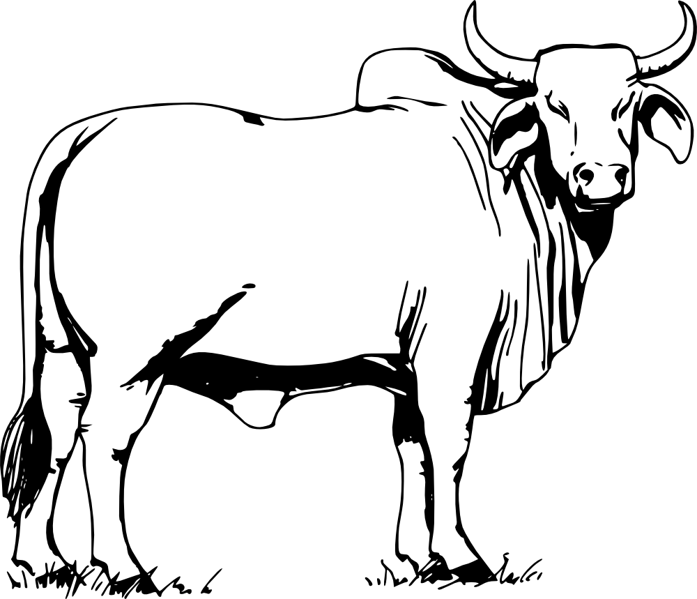 Black-and-white line drawing of a zebu bull with hump, curved horns, and dewlap standing on grass.