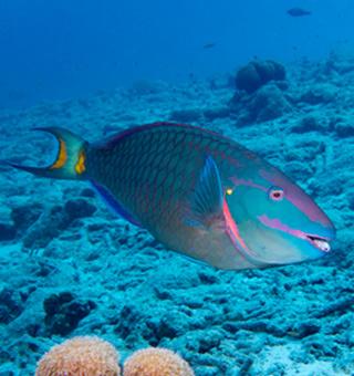 Vibrant parrotfish with iridescent green, blue, and pink scales swims over a coral reef in clear blue water.