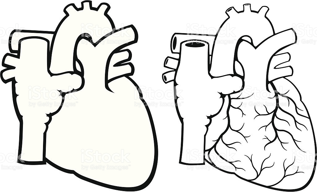 Two black-and-white anatomical illustrations of the human heart: one simplified outline and one with detailed surface vessels.