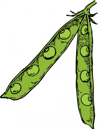 Fresh Pea Pods Illustration - Botanical Drawing for Gardening & Cooking Sites