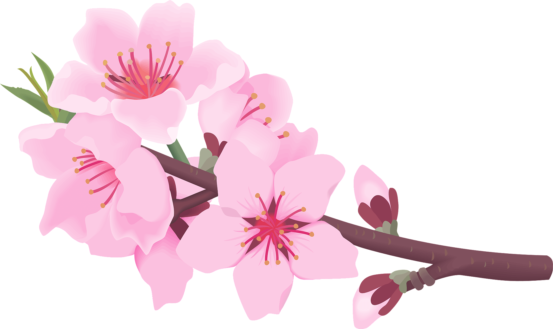 Peach blossoms clipart. Free download transparent .PNG Clipart Library ...