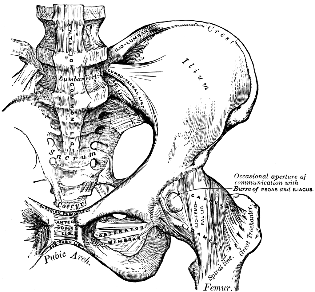 Anatomical illustration of the human pelvis showing sacrum, ilium, femur, pubic arch, and associated ligaments and bursae.