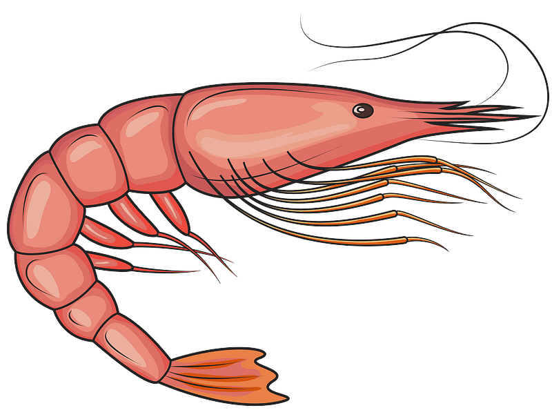 Shrimp Anatomy Illustration - Educational Marine Biology Image
