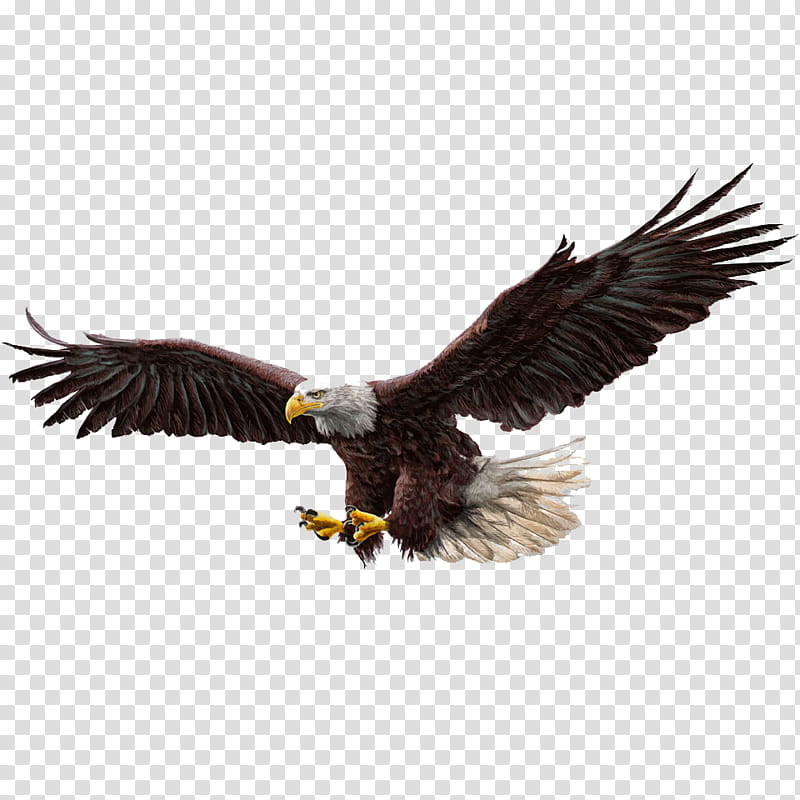 A bald eagle in mid-flight with wings fully spread and talons extended, showcasing its white head, dark brown body, and yellow beak.