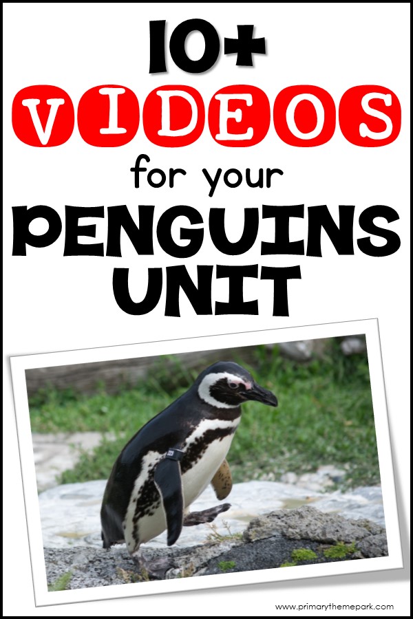 A Magellanic penguin standing on rocks with green grass in the background, featured in an educational resource for a penguins unit.