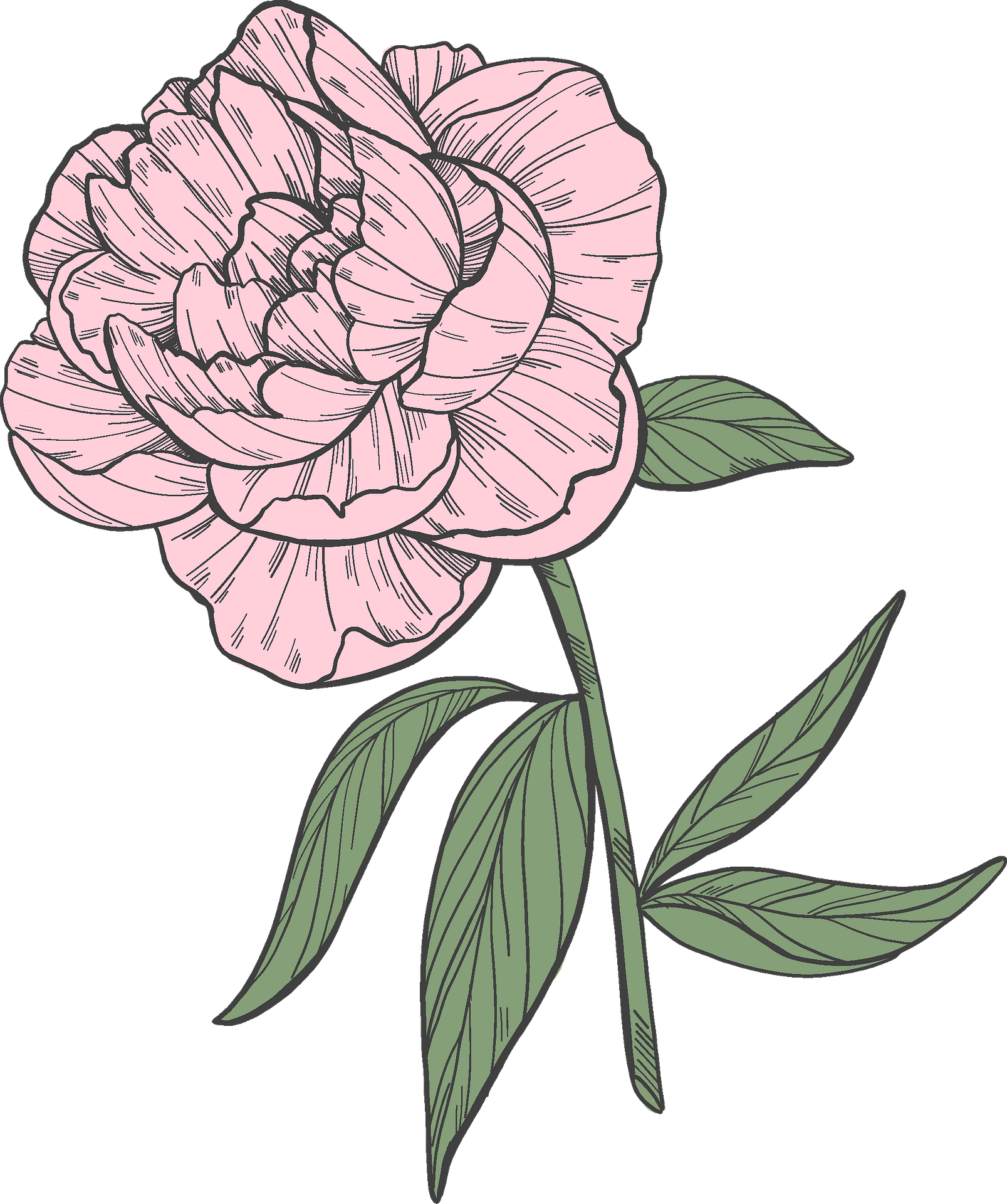 Peony Clipart Images | Free Download | PNG Transparent Background ...