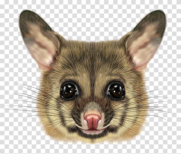 Close-up digital illustration of a possum’s face with large dark eyes, pink nose, and alert ears on transparent background.