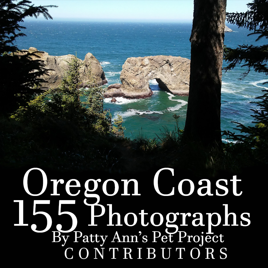 Coastal rock arch at Oregon Coast framed by evergreen trees and ocean waves under clear sky.