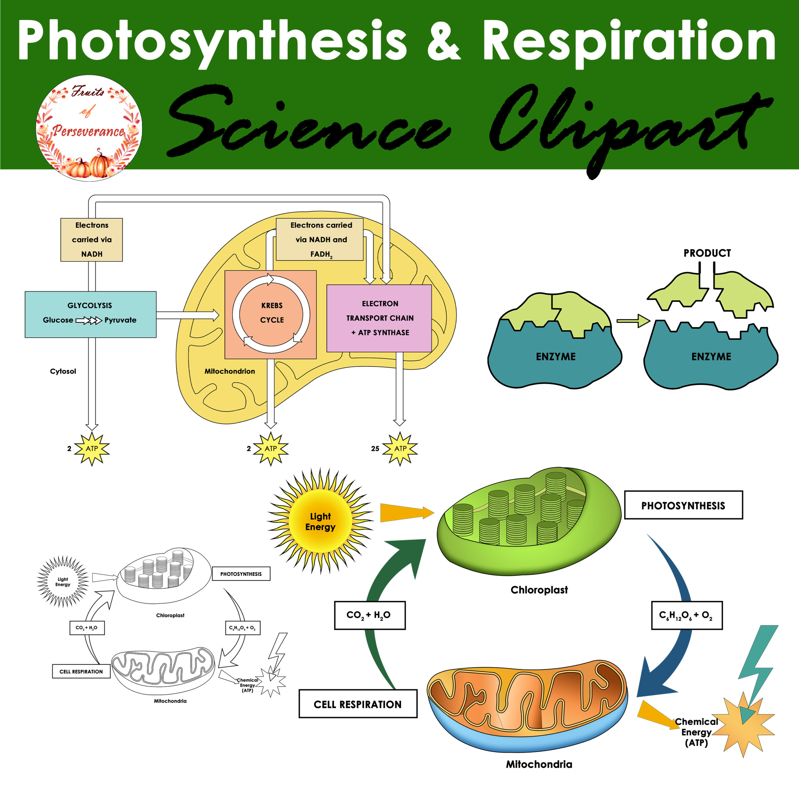 Photosynthesis - Free nature icons - Clip Art Library