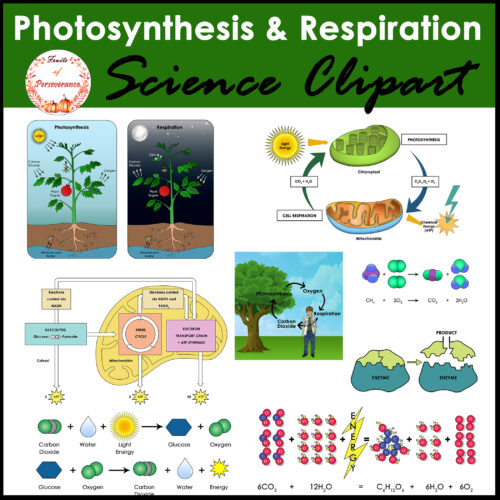 Respiratory system Respiration Lung Respiratory tract, Difference ...