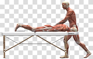 Anatomical illustration of a massage therapist performing deep tissue massage on a client lying prone on a treatment table.