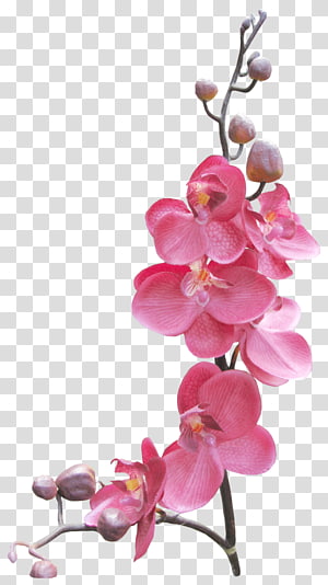 Pink orchid blossoms with delicate petals and unopened buds on a slender stem against transparent background.
