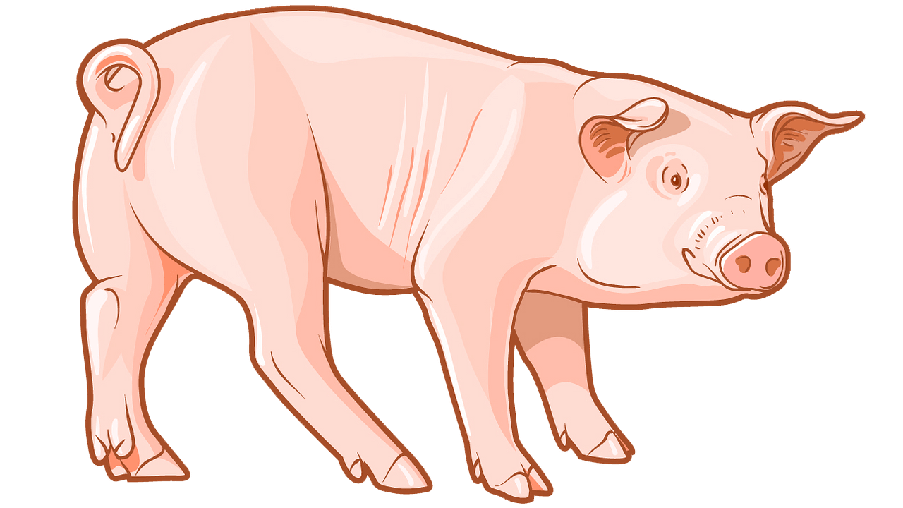 Illustration of a pink domestic pig standing in profile against a teal background.