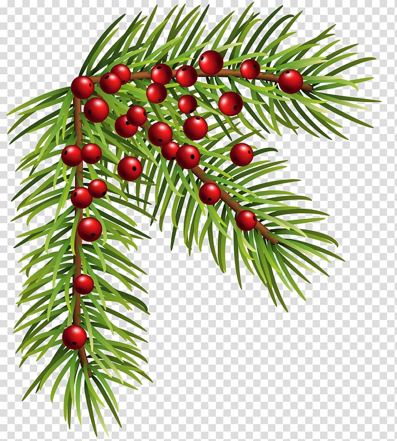 Festive evergreen branch with red berries and pine needles on transparent background.
