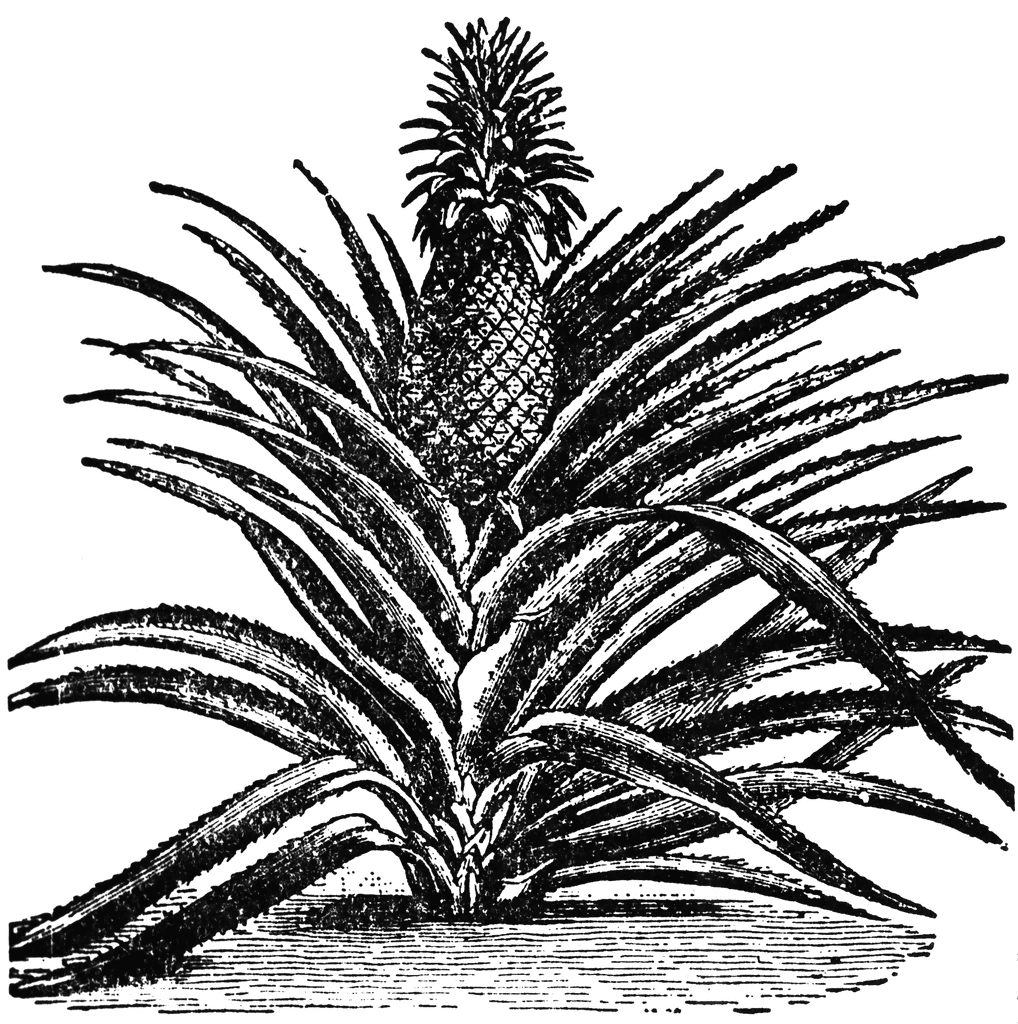 Pineapple Plant Illustration - Historical Botanical Drawing