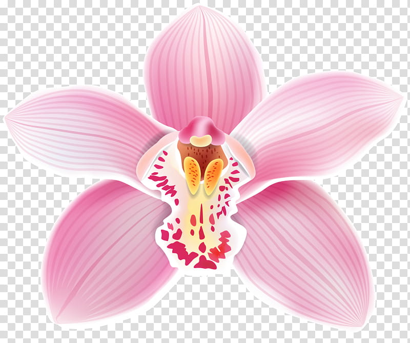 710+ Colombian Orchid Stock Photos, Pictures & Royalty-Free Images ...