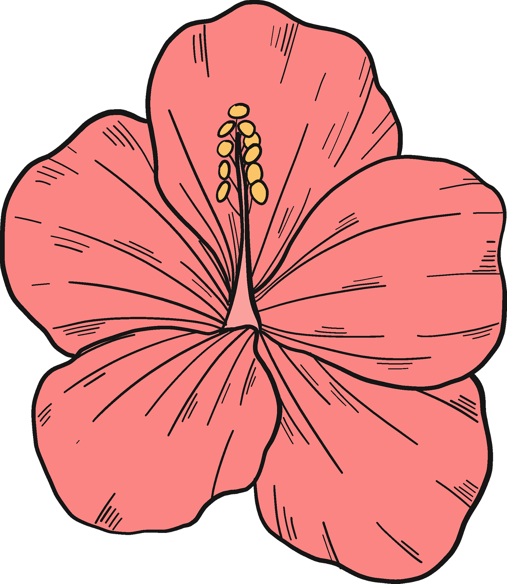 pink hibiscus flower drawing