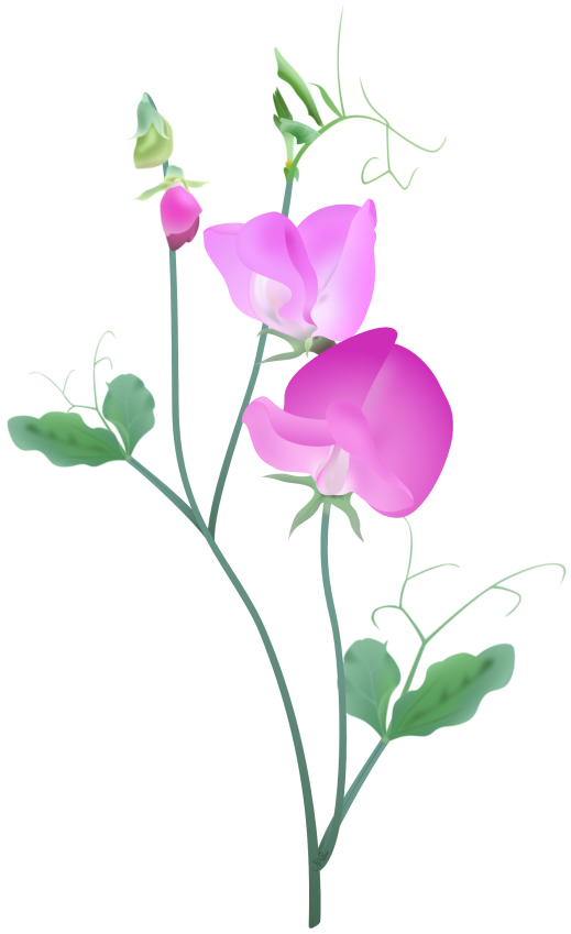 Sweet Pea Flowers - Delicate Pink Blooms with Twining Vines