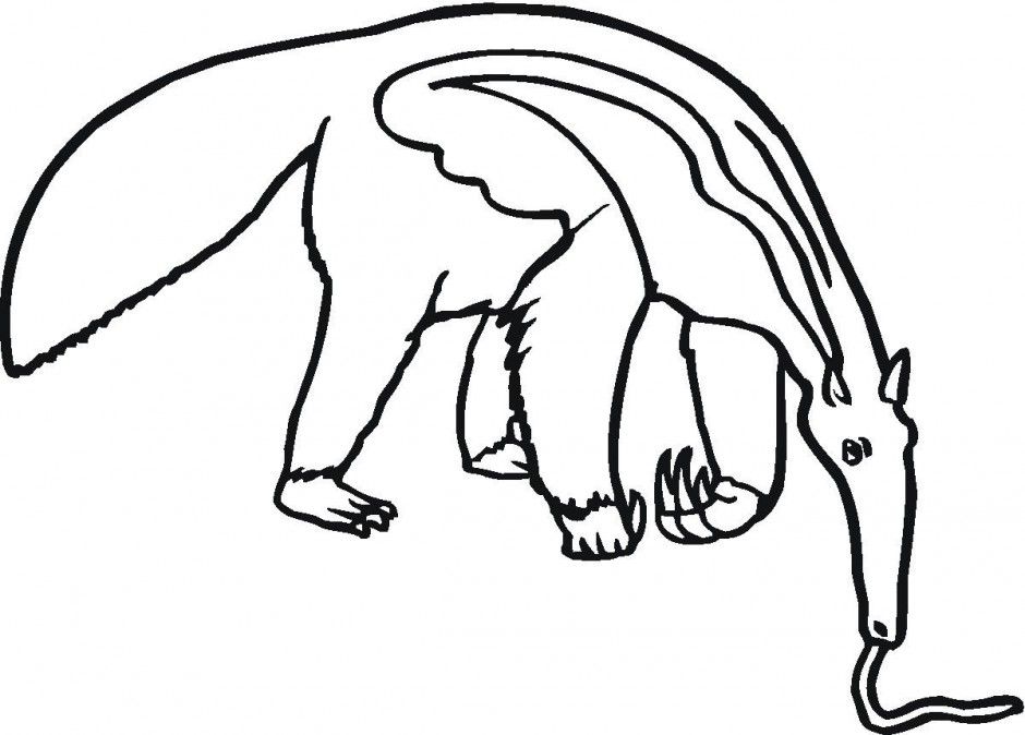 Line drawing of a giant anteater with long snout, bushy tail, and curved claws, in a foraging pose.