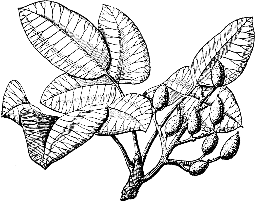 Botanical line drawing of a pistachio branch with compound leaves and developing nuts.