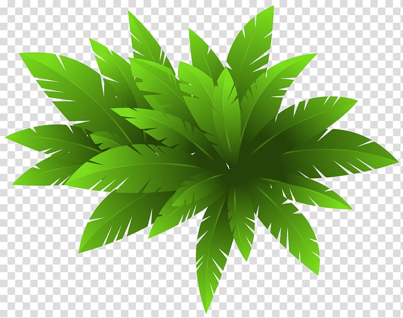 Vibrant green palm frond cluster with serrated leaf edges on transparent background.